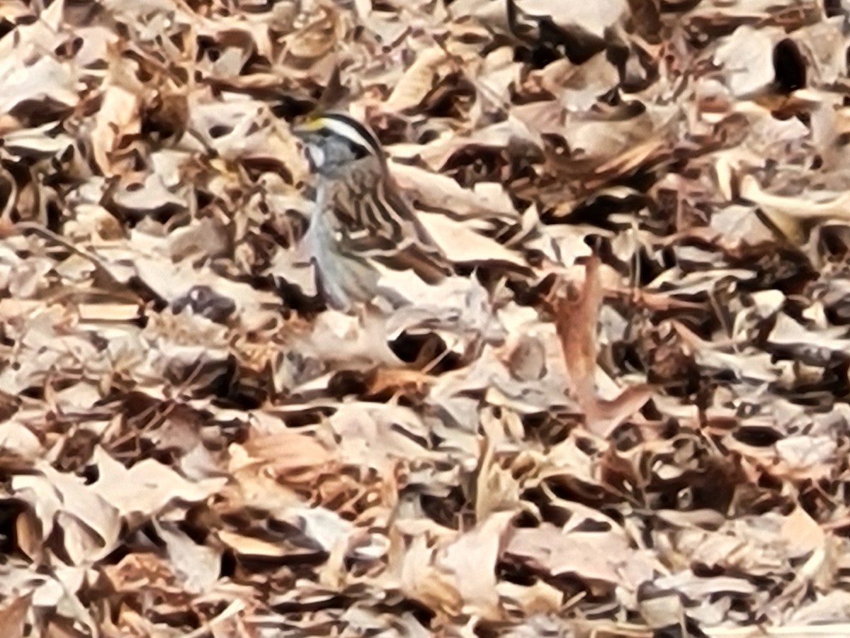 White-throated Sparrow - ML635640573