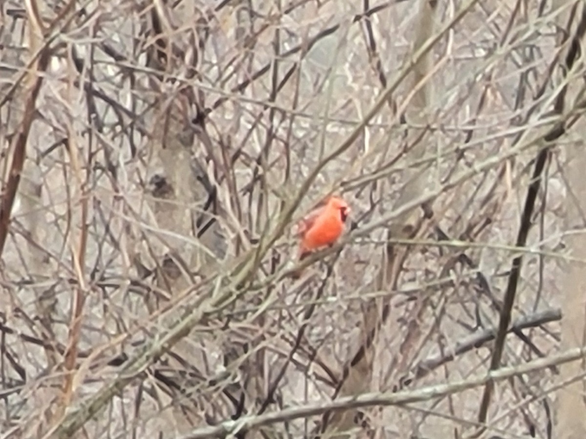 Northern Cardinal - ML635640602