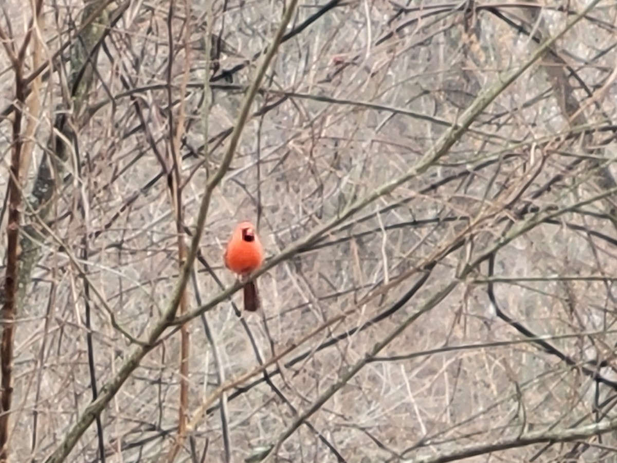 Northern Cardinal - ML635640603