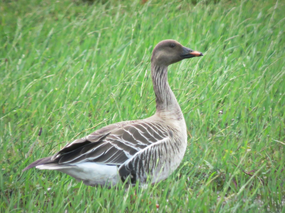 凍原豆雁 - ML635640636