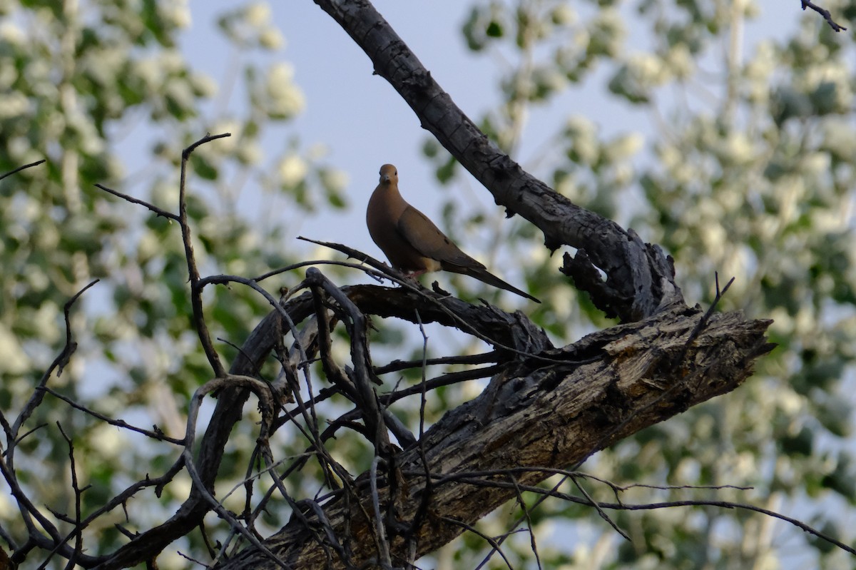 Mourning Dove - ML635640723