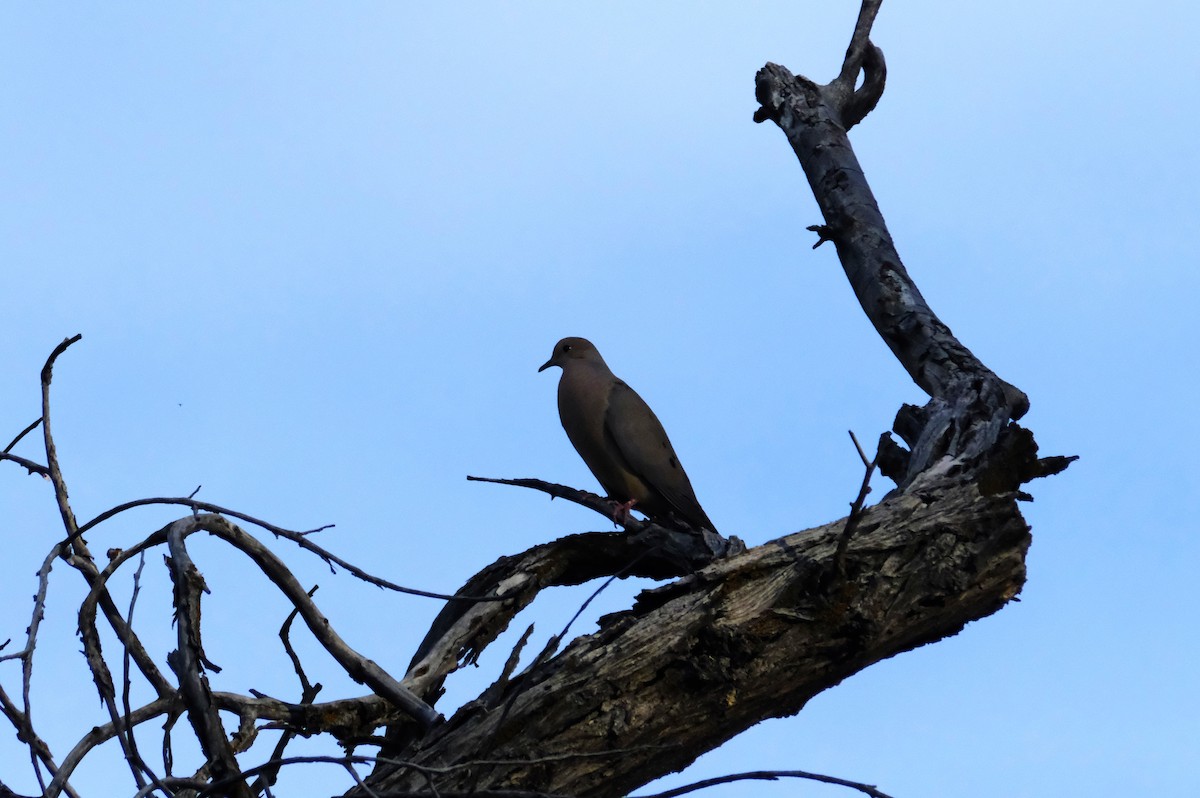 Mourning Dove - ML635640724