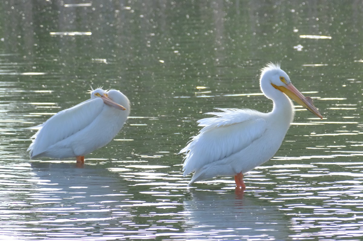 American White Pelican - ML635640738
