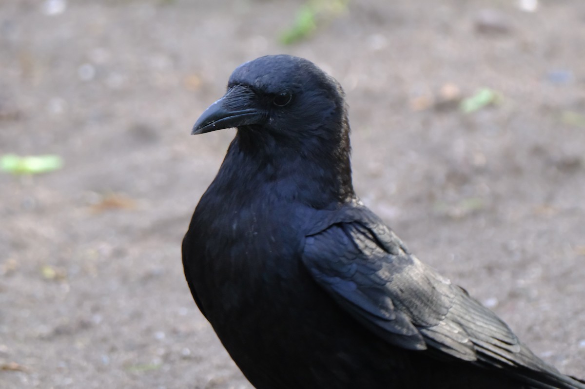 American Crow - ML635640750