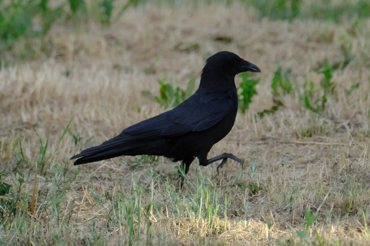 American Crow - ML635640751