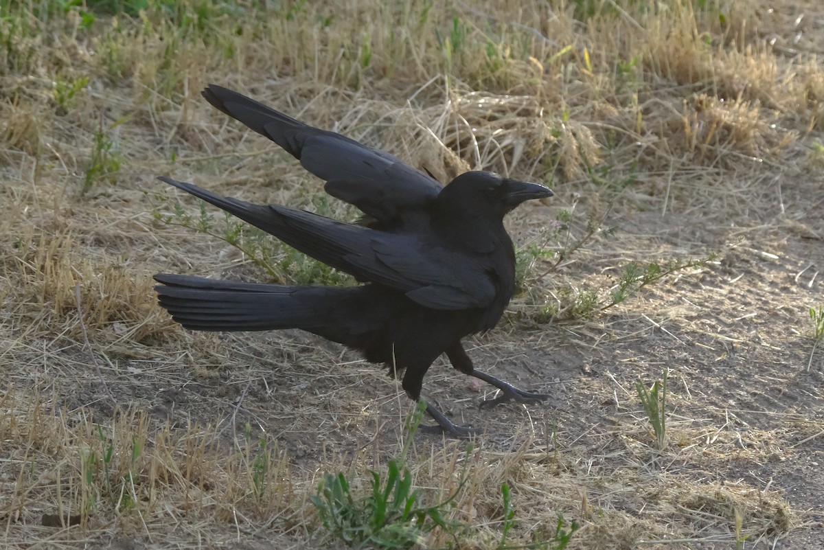American Crow - ML635640752