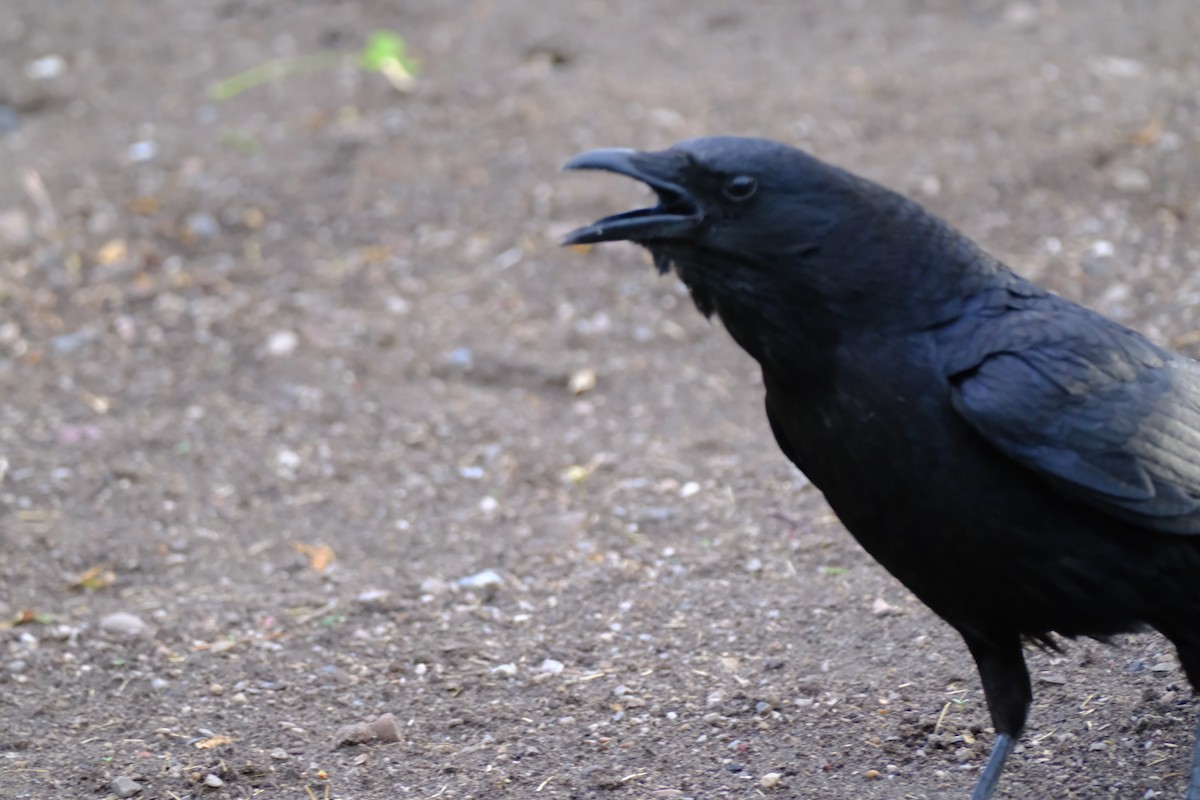 American Crow - ML635640753