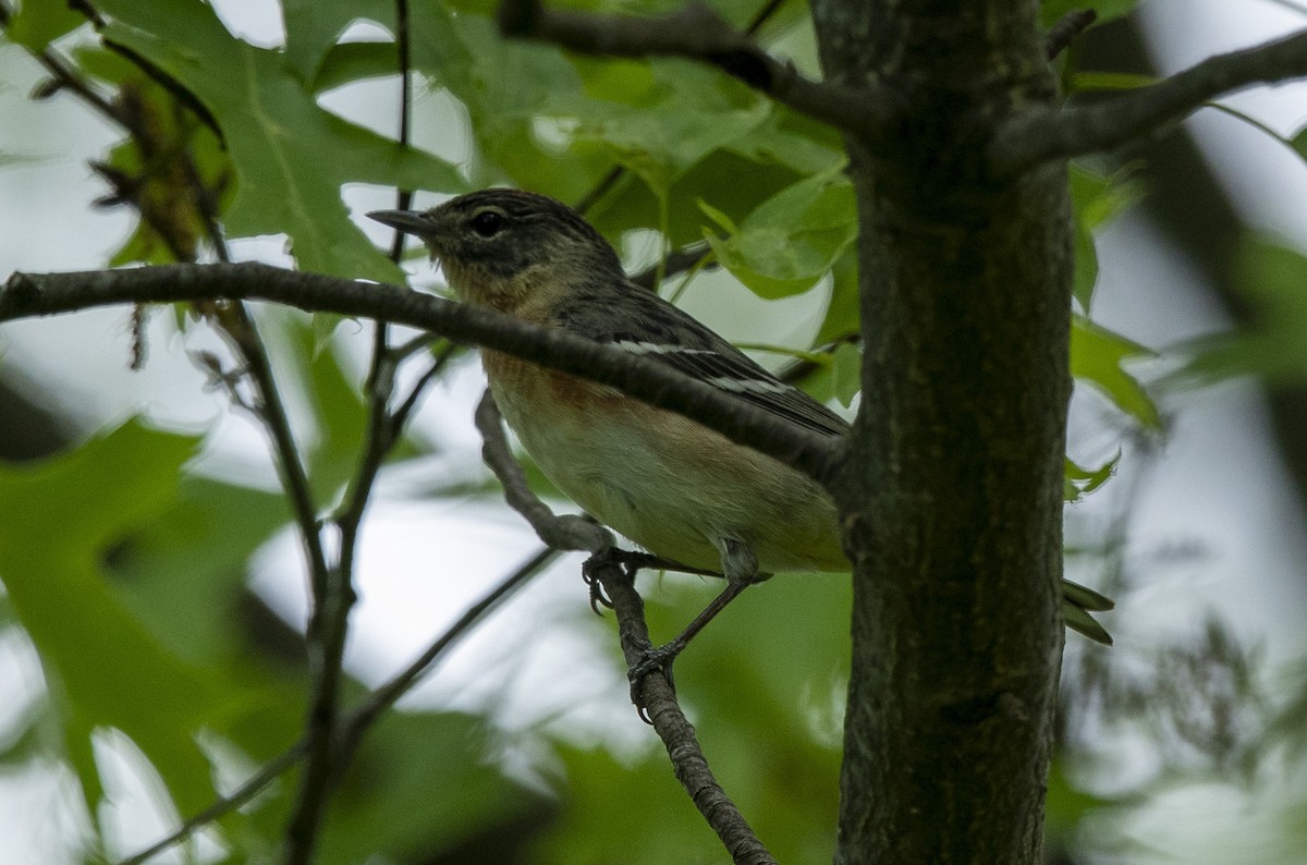 Bay-breasted Warbler - ML635640775