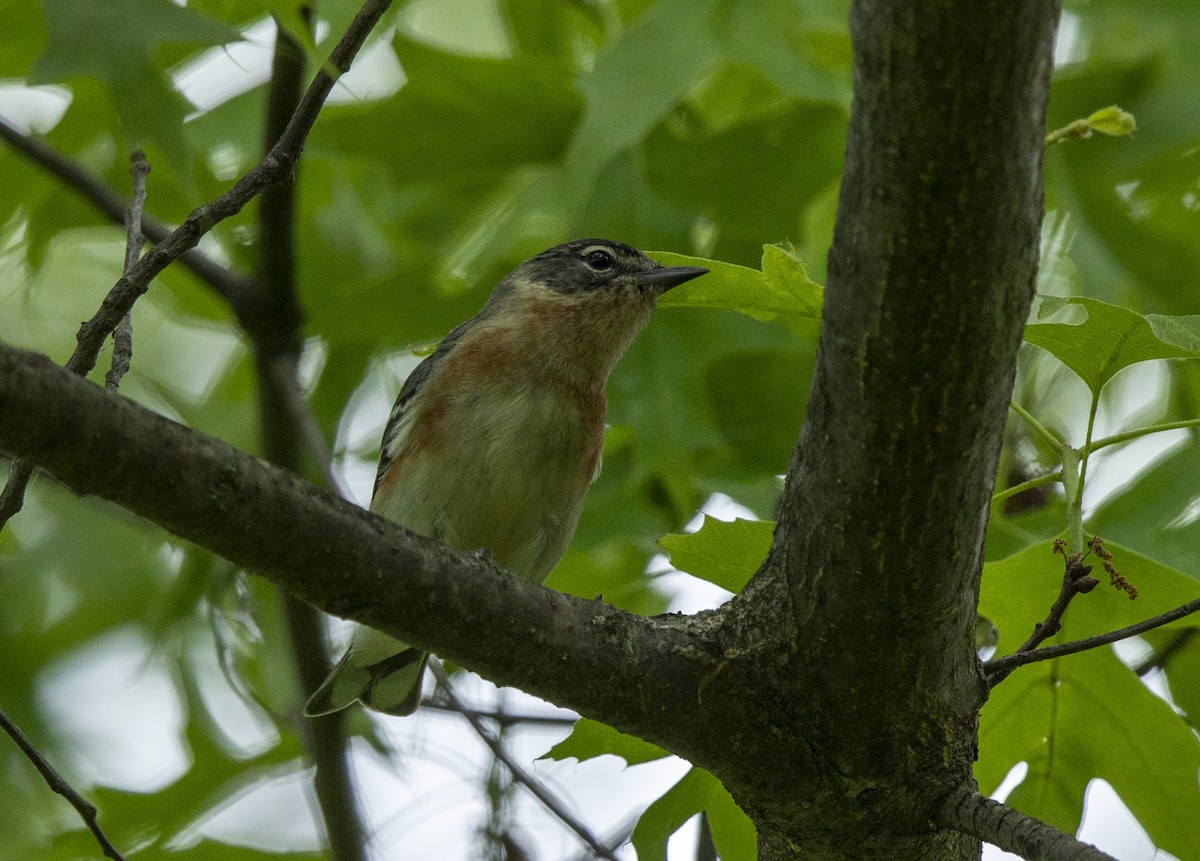 Bay-breasted Warbler - ML635640776