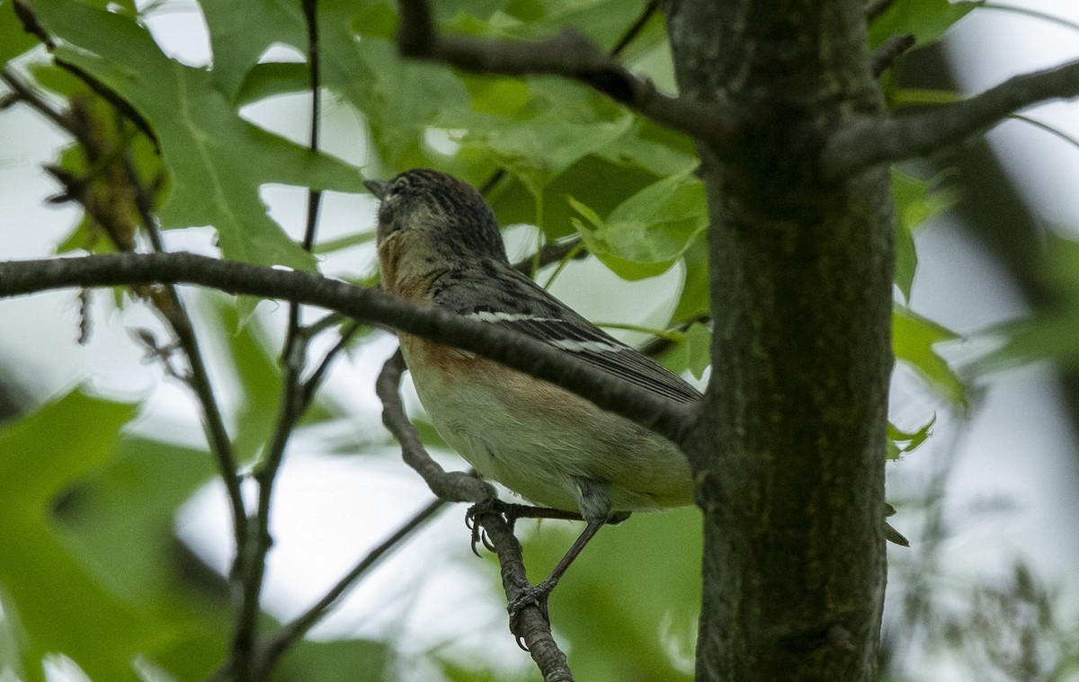 Bay-breasted Warbler - ML635640777