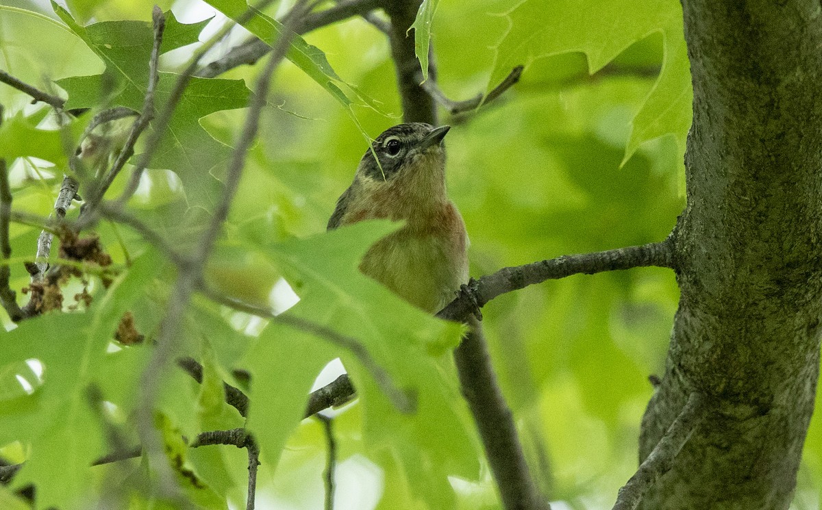 Bay-breasted Warbler - ML635640778