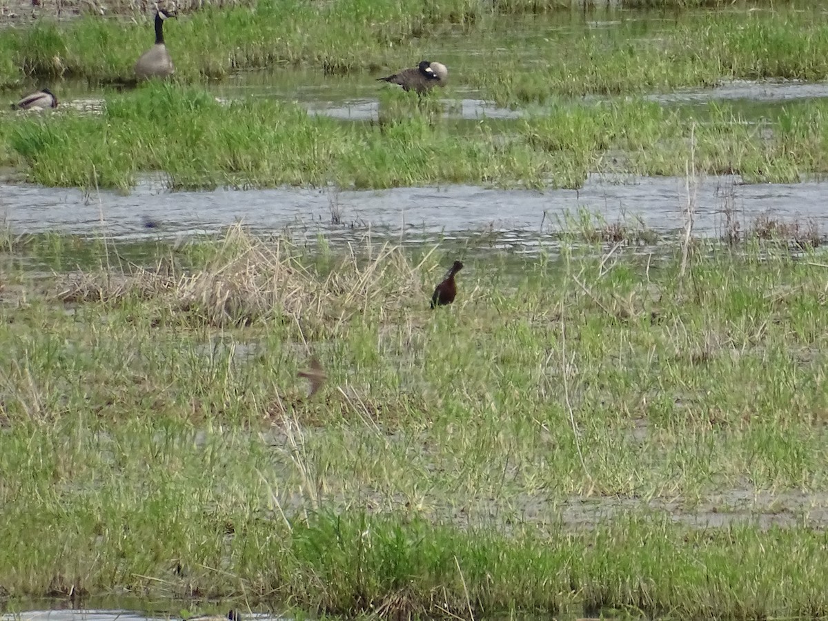ibis americký - ML635640784
