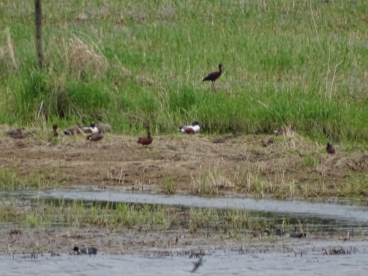 ibis americký - ML635640785