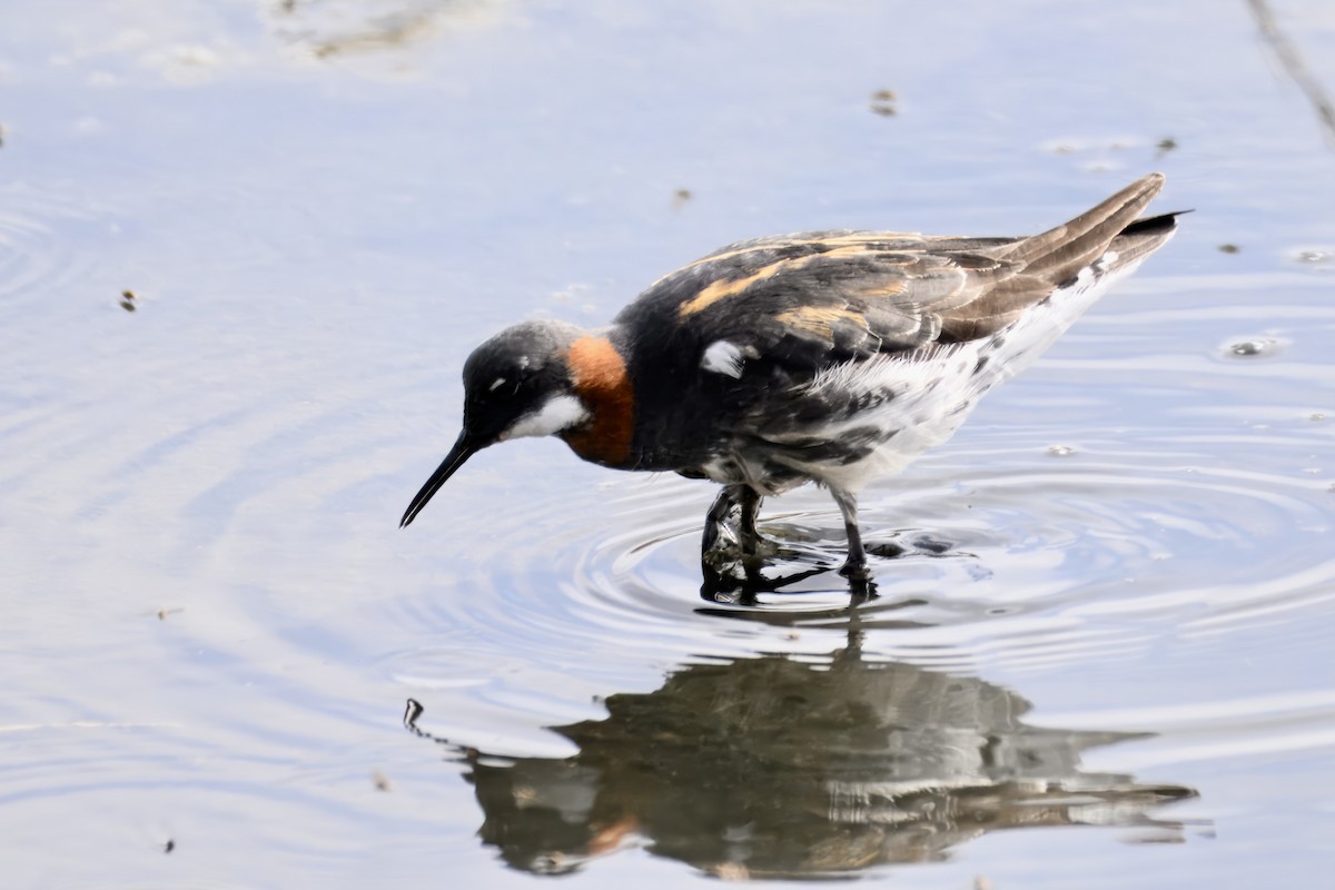 Red-necked Phalarope - ML635640831