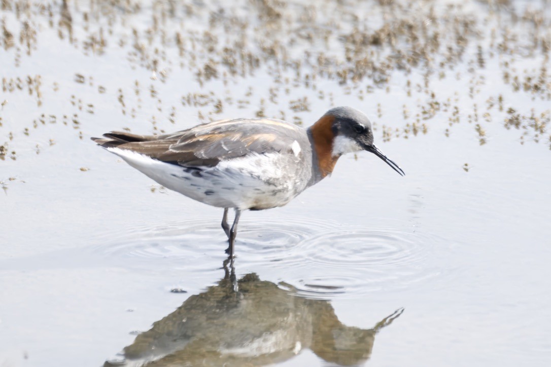 Red-necked Phalarope - ML635640839
