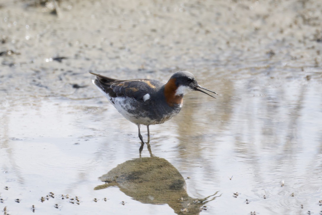 Red-necked Phalarope - ML635640856
