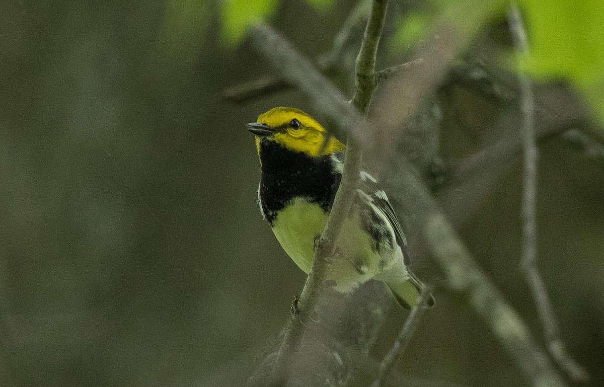 Black-throated Green Warbler - ML635640890