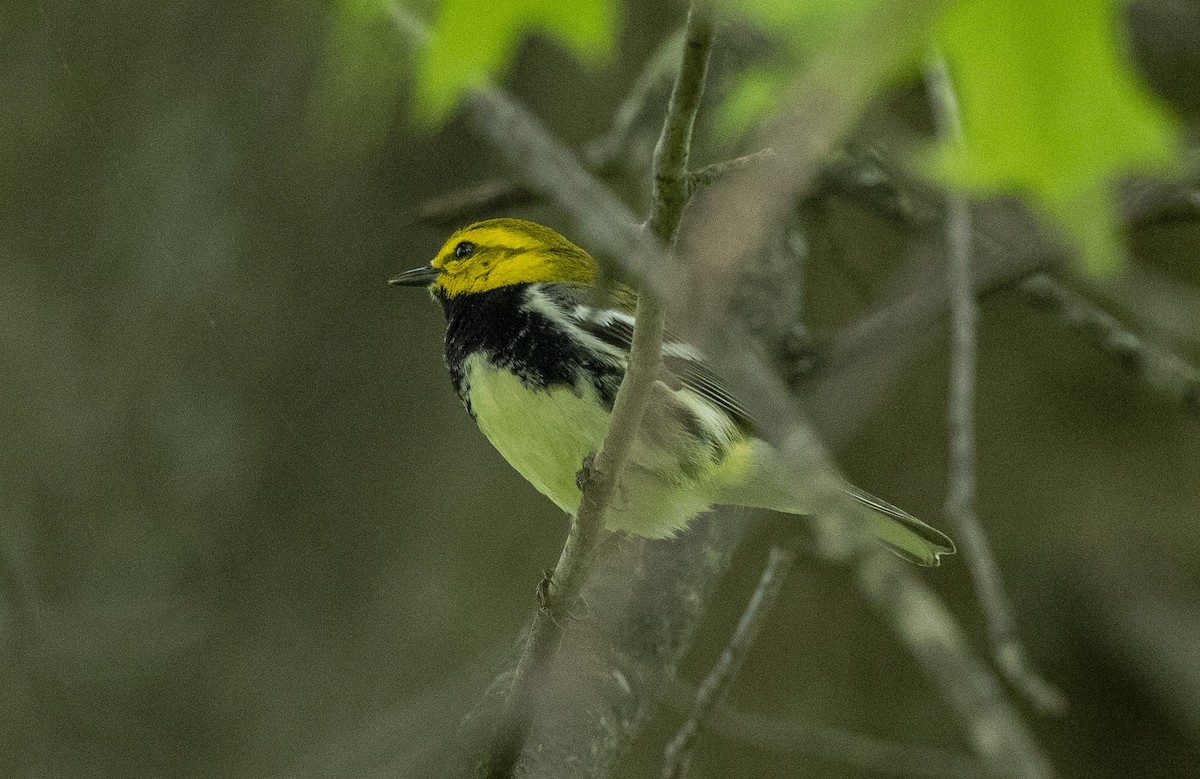 Black-throated Green Warbler - ML635640891