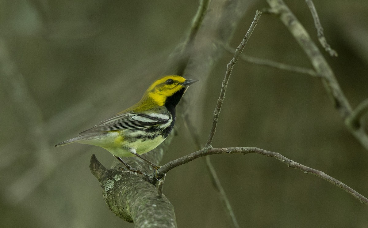 Black-throated Green Warbler - ML635640892