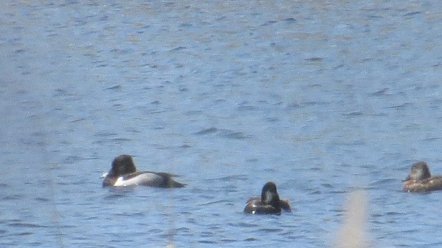 Ring-necked Duck - ML635640930