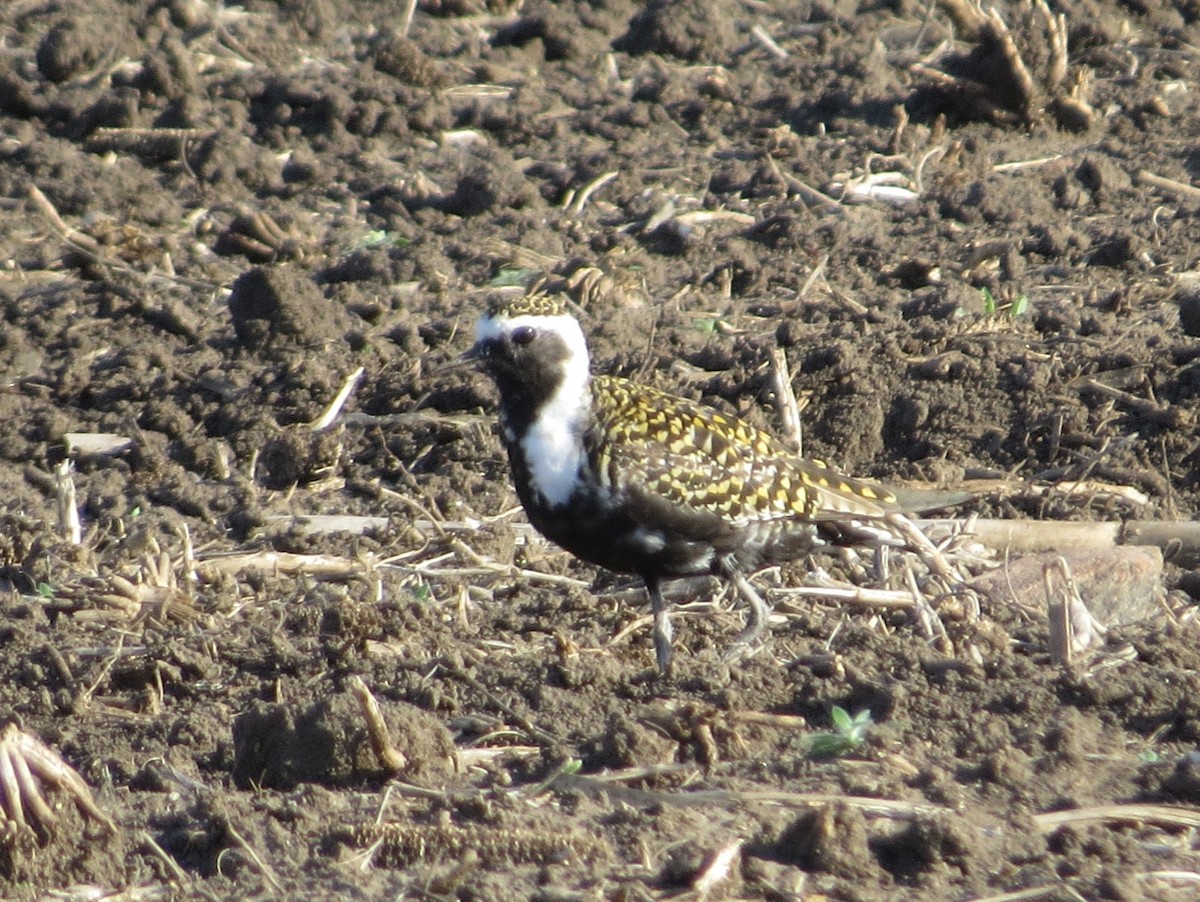 American Golden-Plover - ML635640940