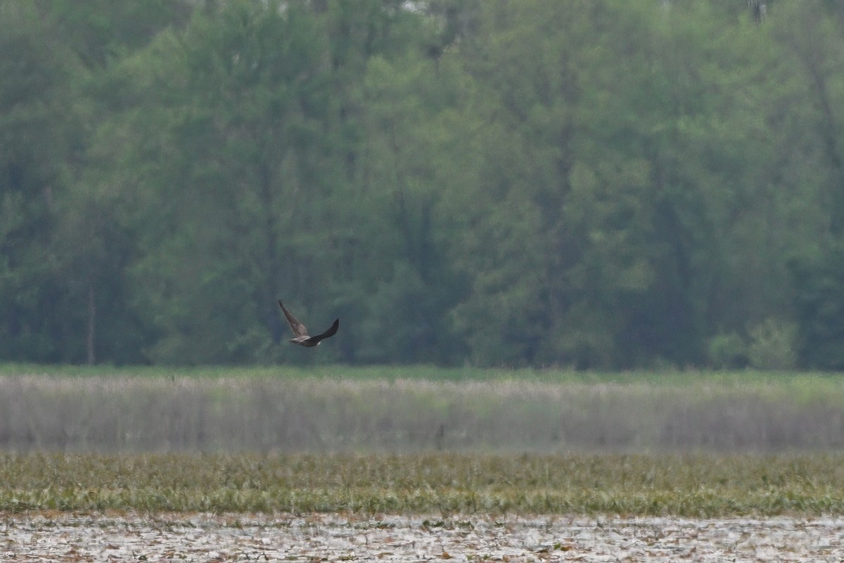 Peregrine Falcon - ML635640976
