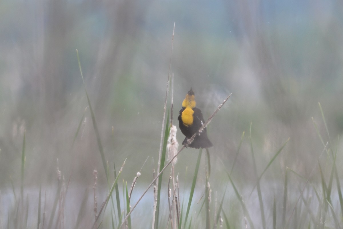 Yellow-headed Blackbird - ML635641037