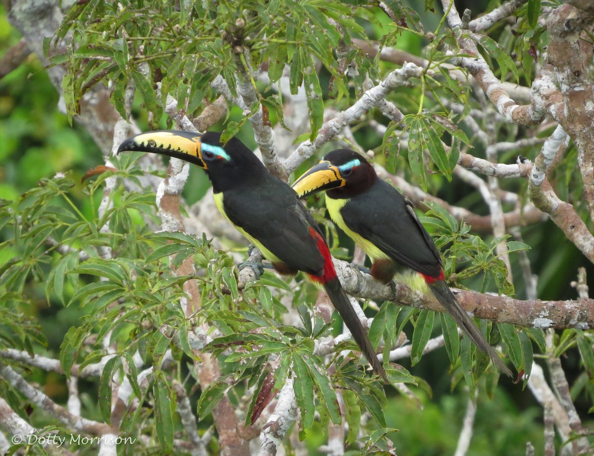 Lettered Aracari - ML635641039