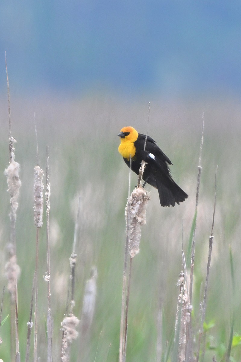 Yellow-headed Blackbird - ML635641074