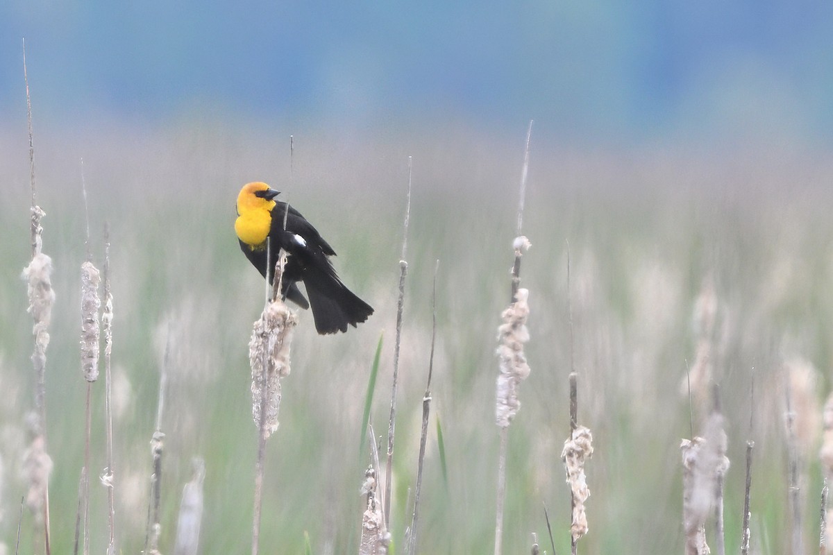 Yellow-headed Blackbird - ML635641075