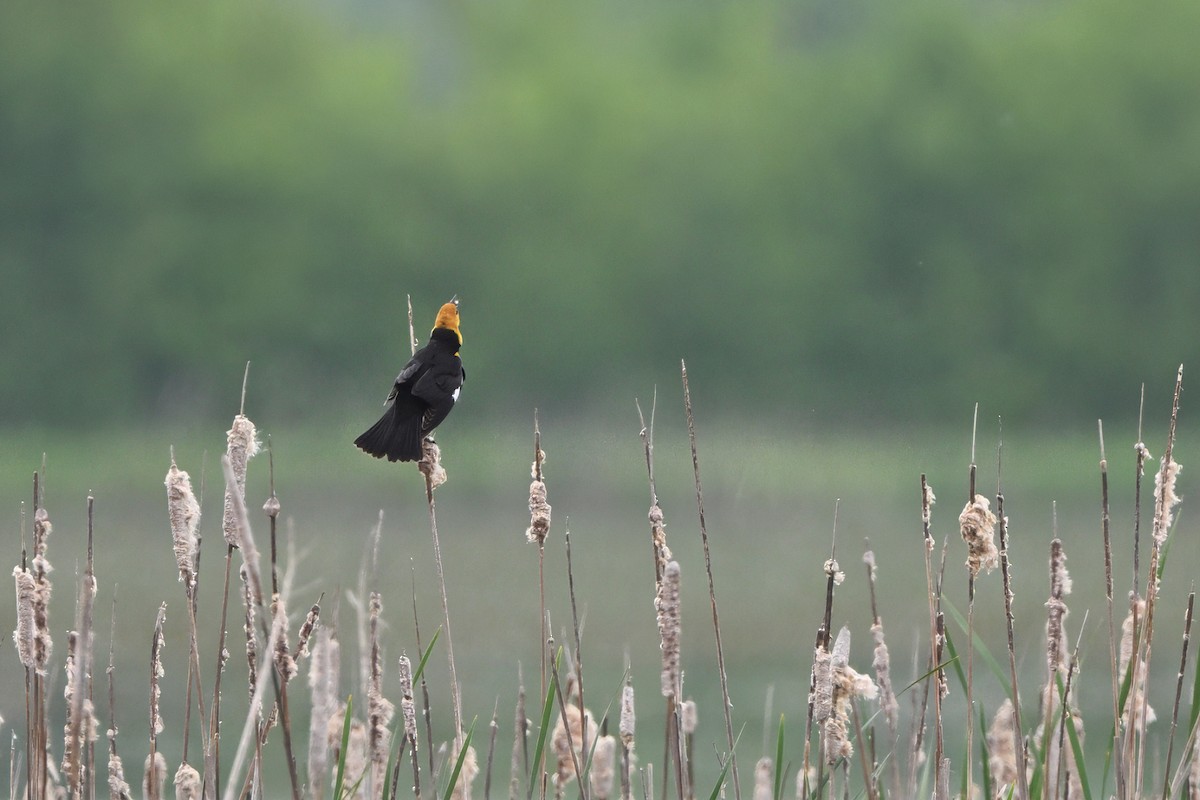 Yellow-headed Blackbird - ML635641076