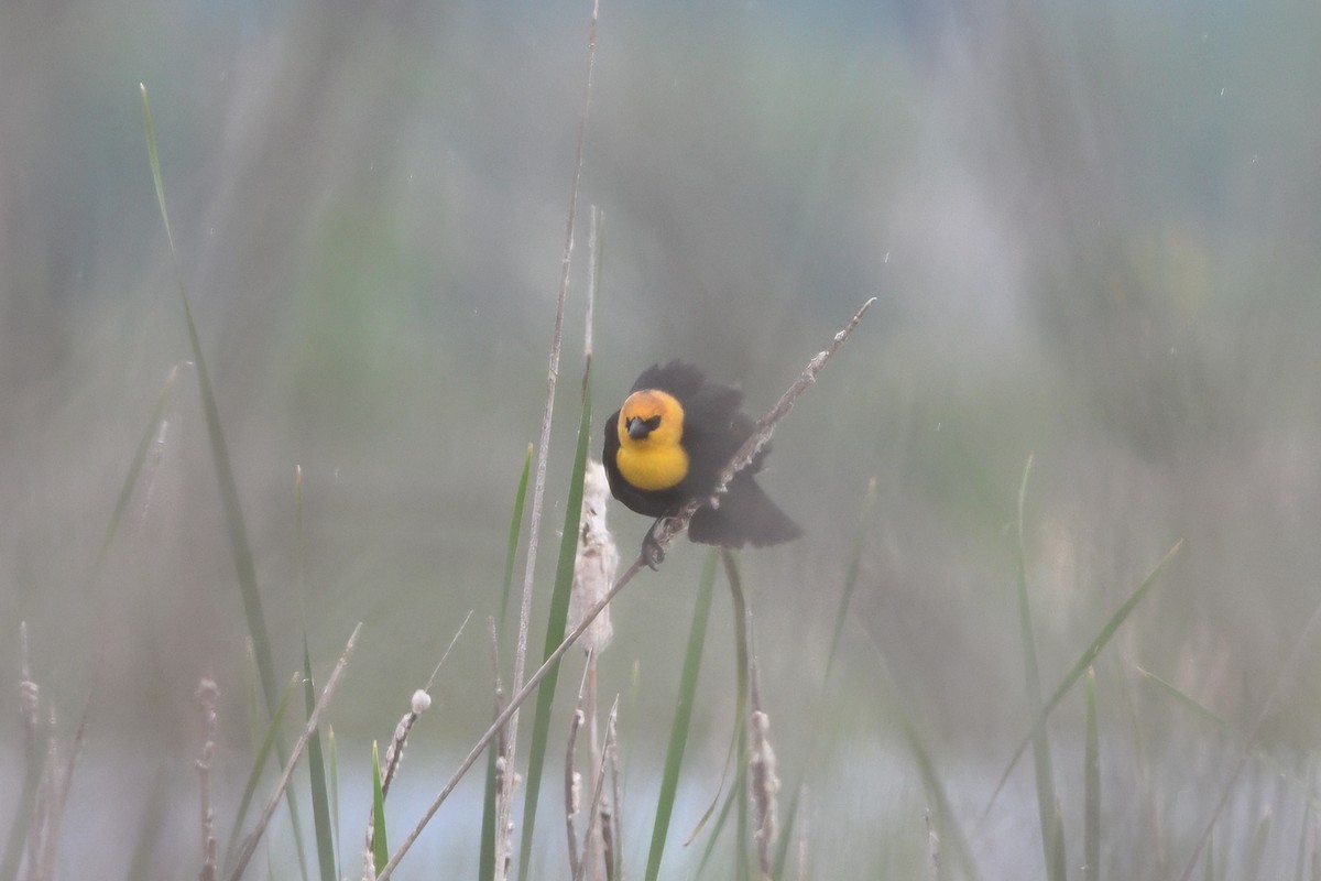 Yellow-headed Blackbird - ML635641077