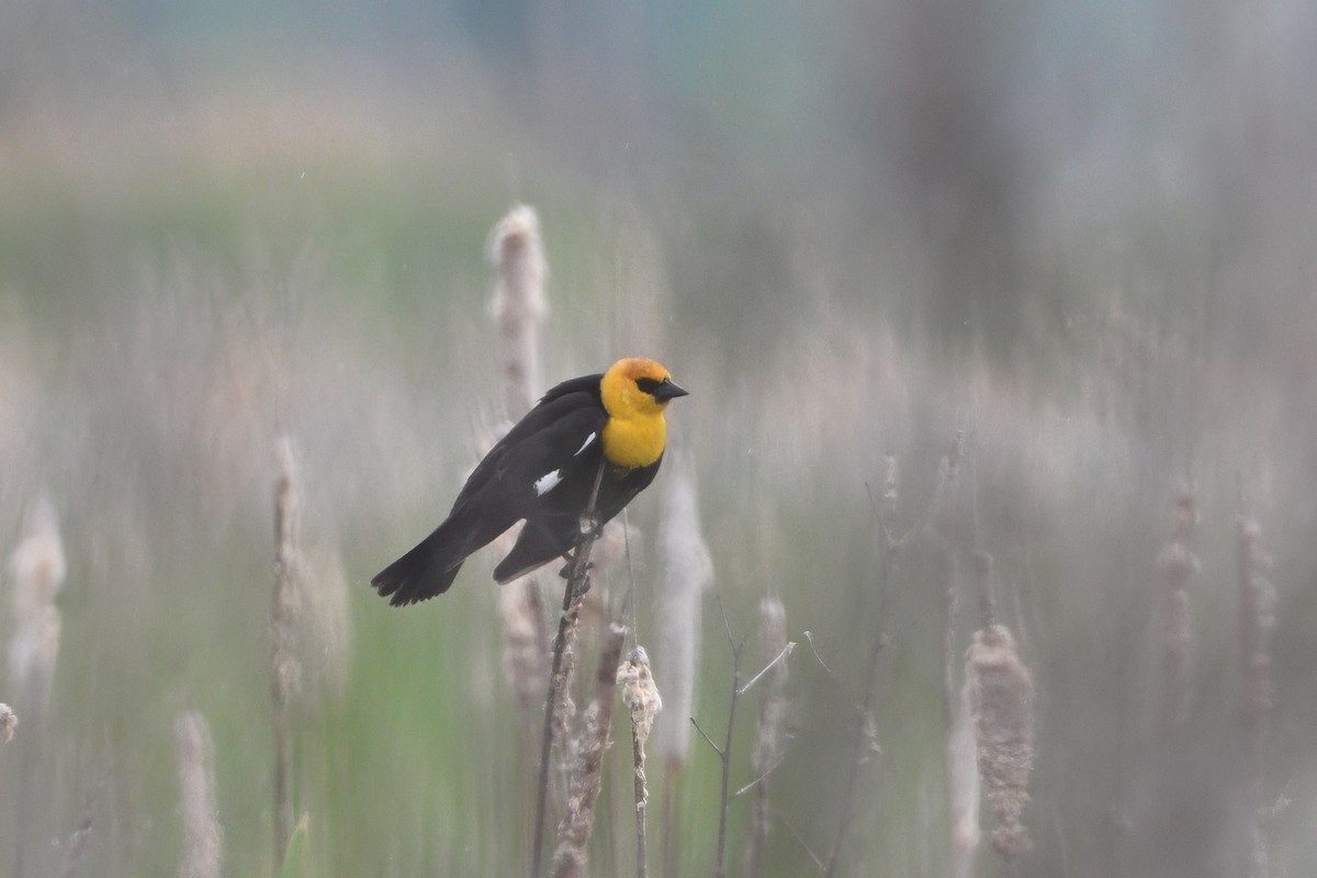 Yellow-headed Blackbird - ML635641080