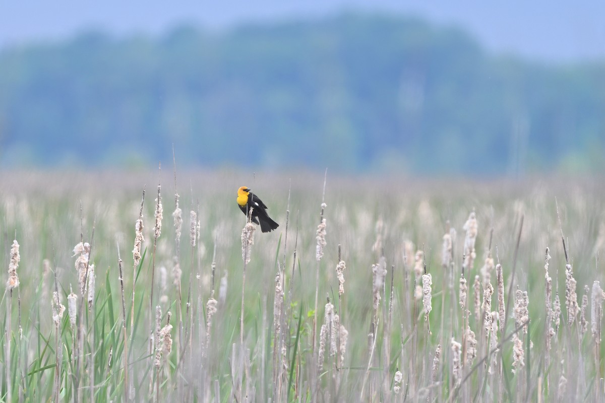 Yellow-headed Blackbird - ML635641081