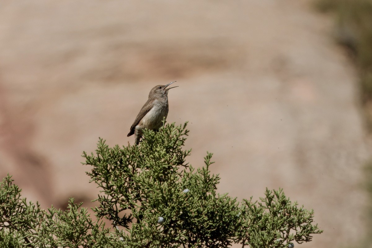 Rock Wren - ML635641093