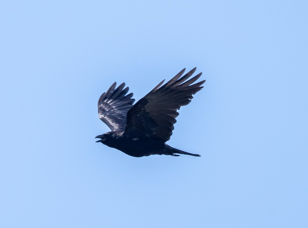 crow sp. - ML635641105