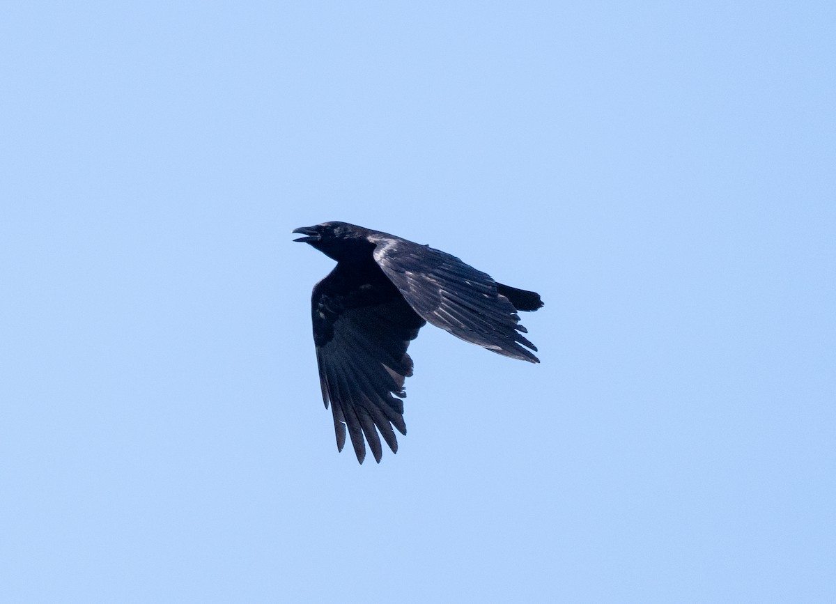 crow sp. - ML635641116