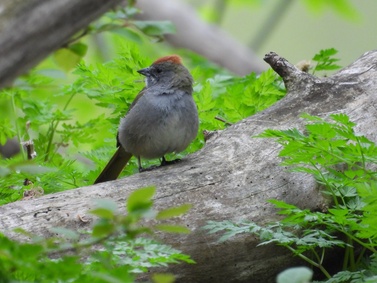 Green-tailed Towhee - ML635641225