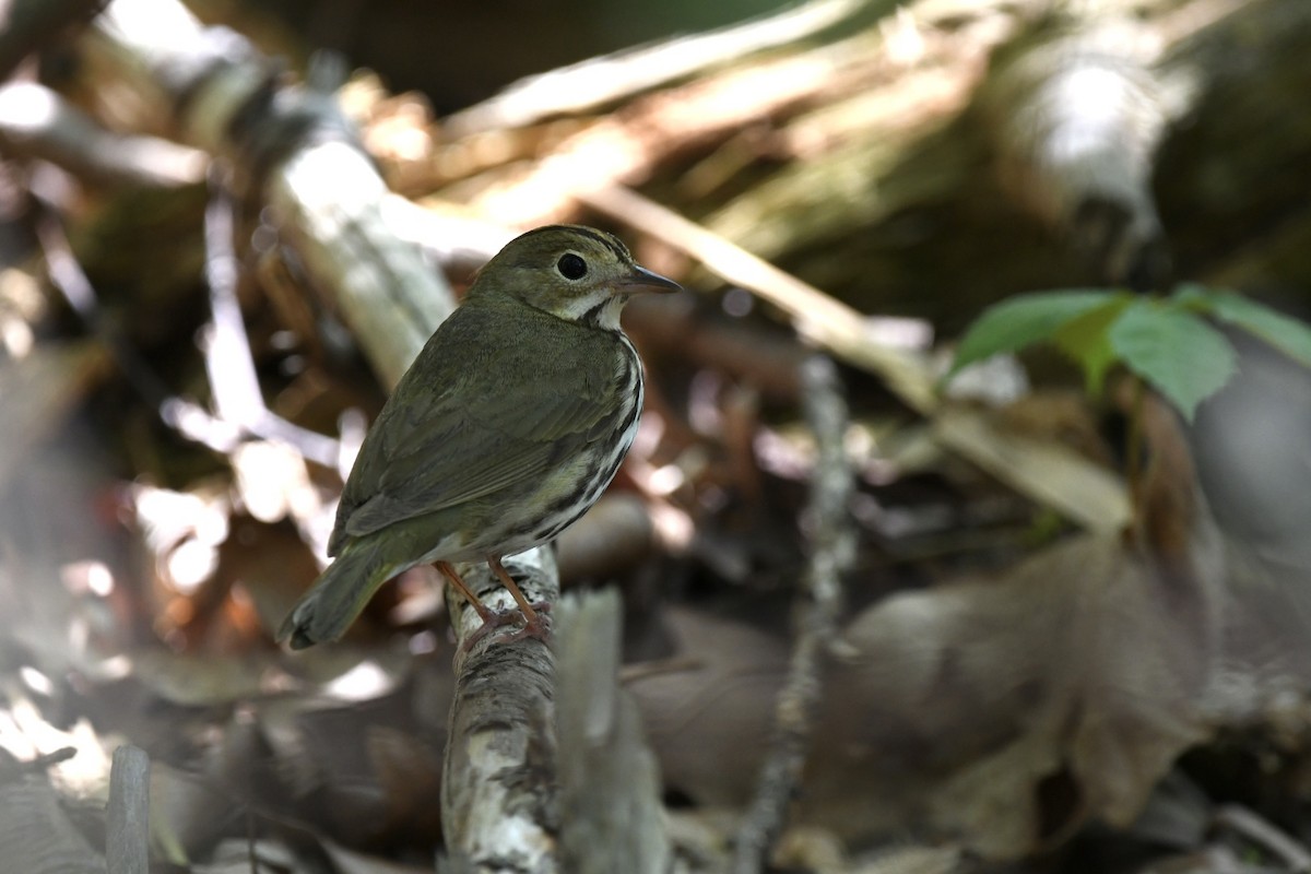 Ovenbird - ML635641256
