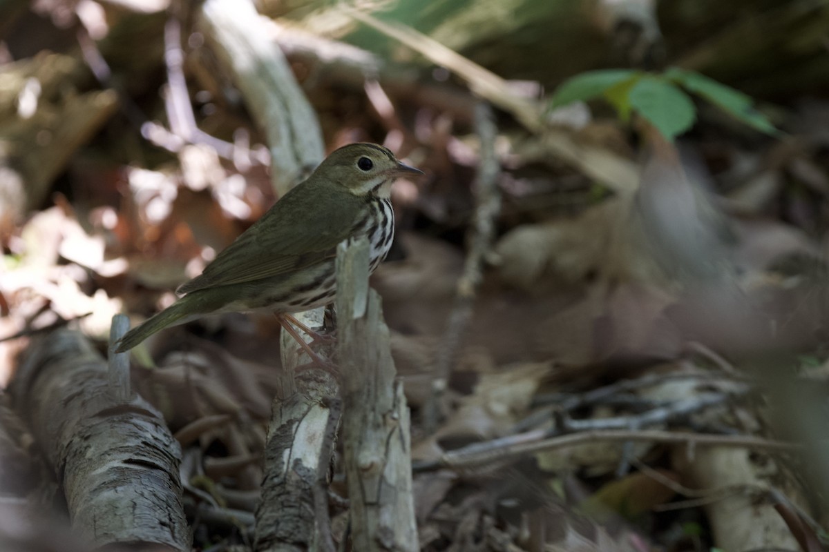 Ovenbird - ML635641257