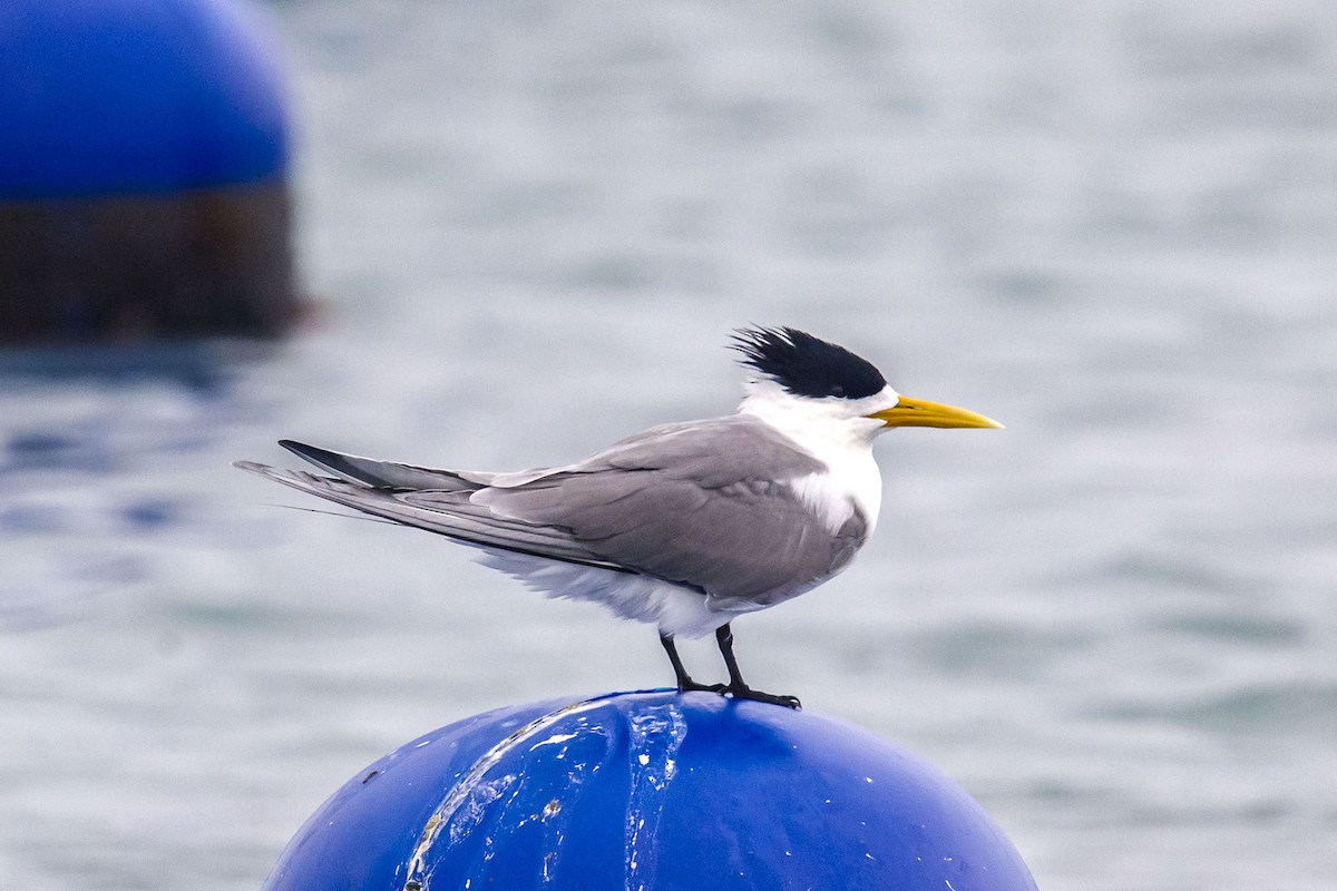 Great Crested Tern - ML635641388