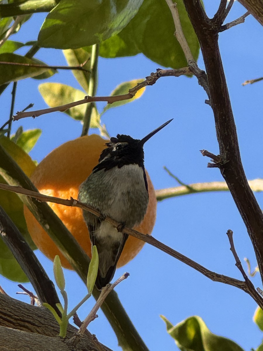 Costa's Hummingbird - ML635641427