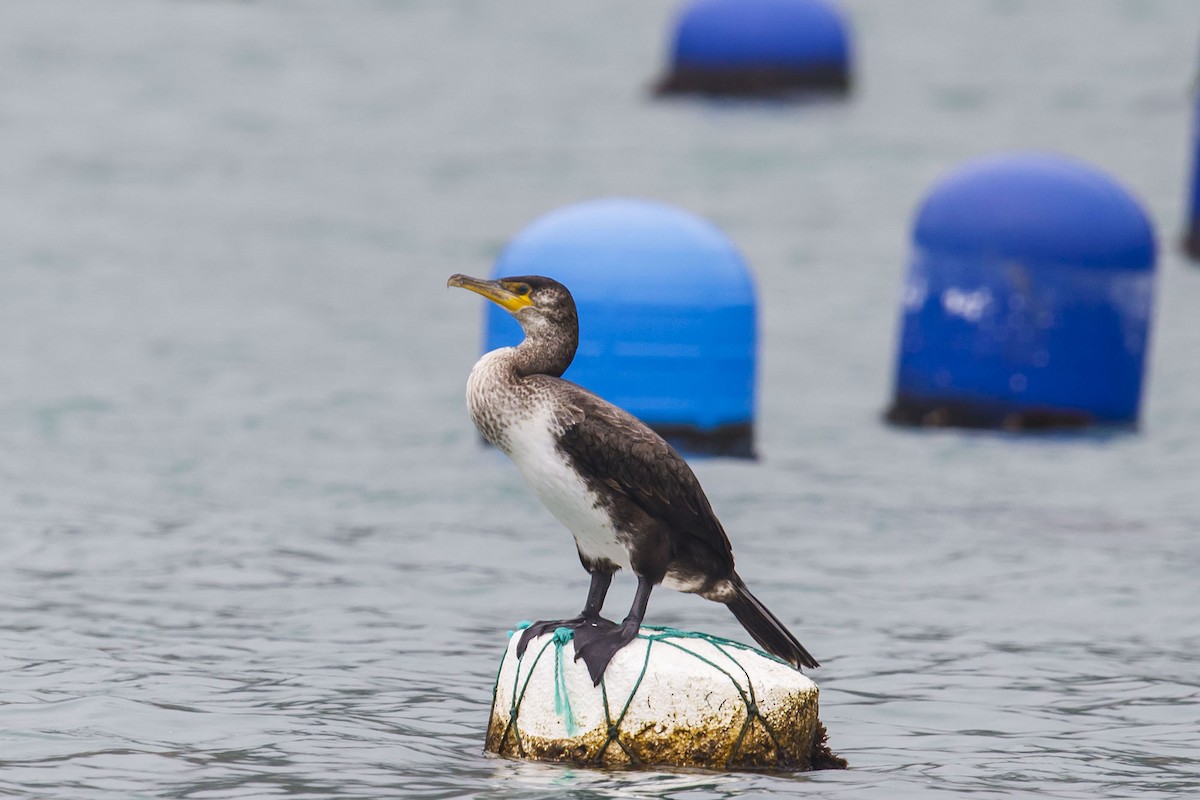 Japanese Cormorant - ML635641484