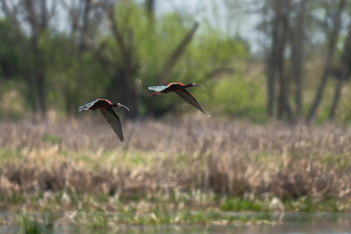 ibis americký - ML635641498