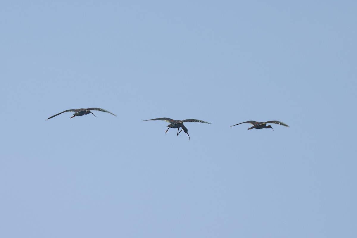 ibis americký - ML635641526