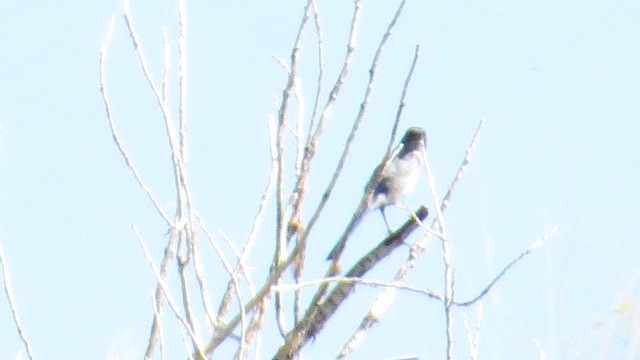 Woodhouse's Scrub-Jay - ML635641548