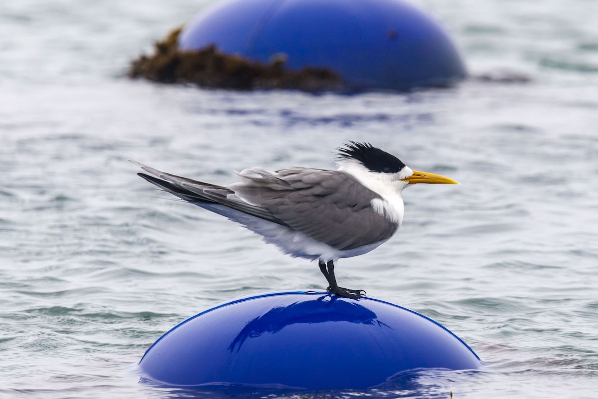 Great Crested Tern - ML635641559