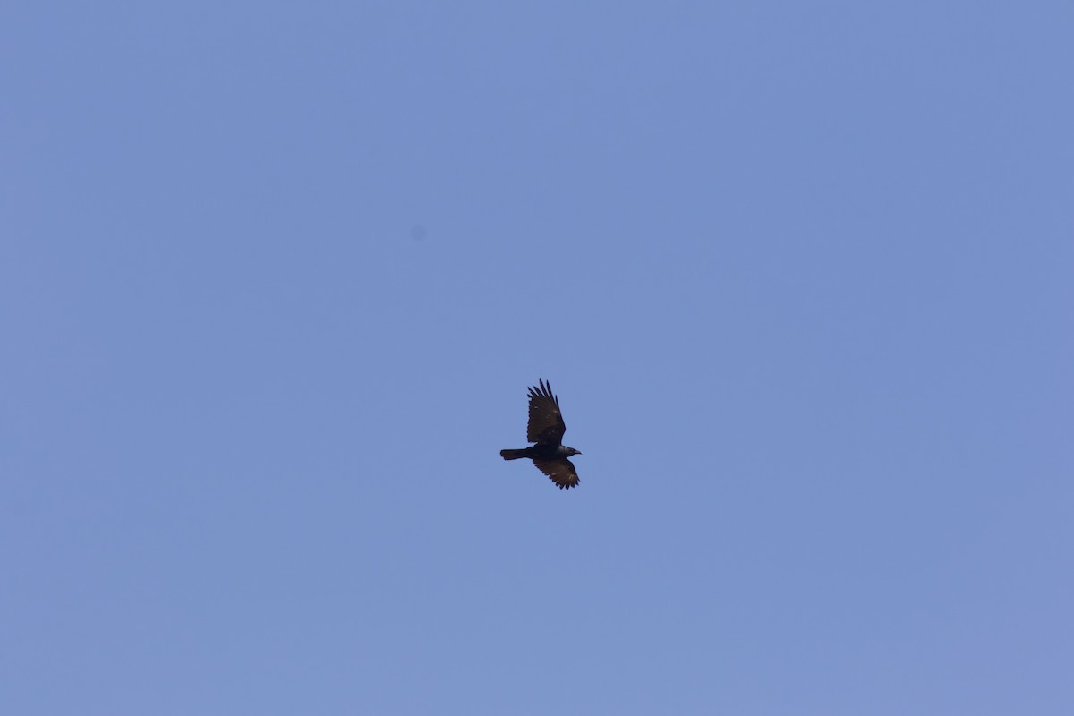Fish Crow - ML635641560
