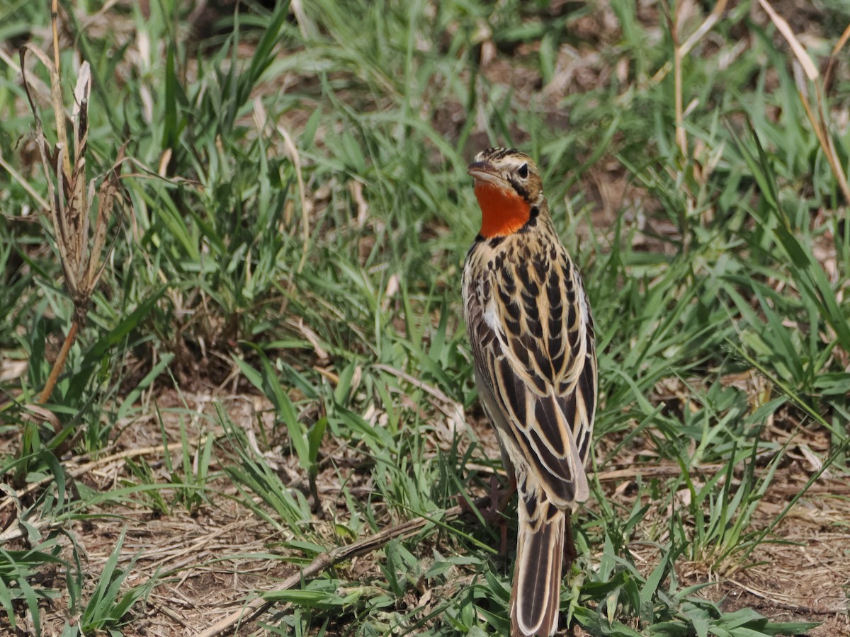 Rosy-throated Longclaw - ML635641625