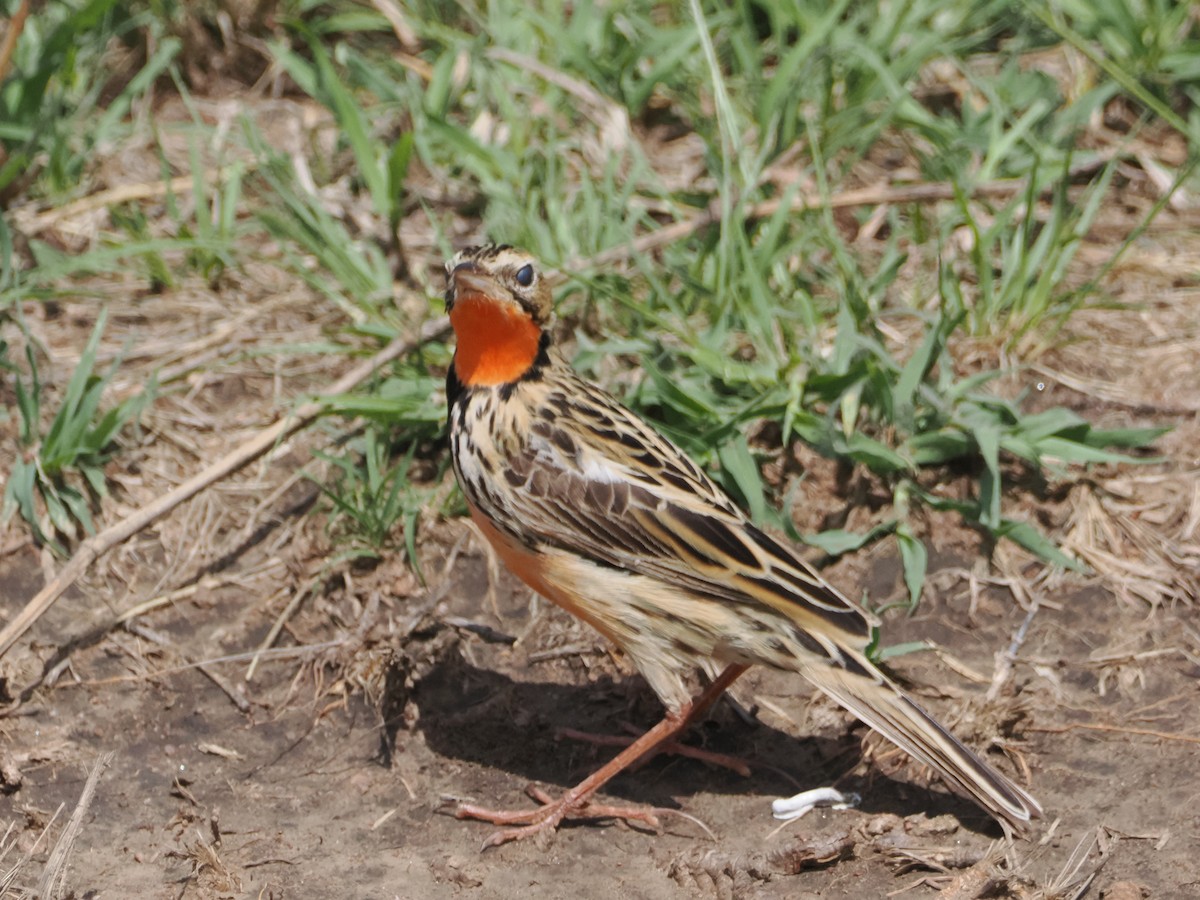Rosy-throated Longclaw - ML635641626